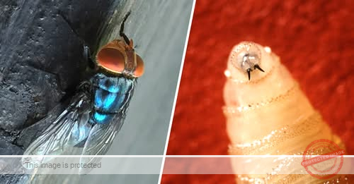 First human screwworm case linked to travel confirmed in U.S., HHS says