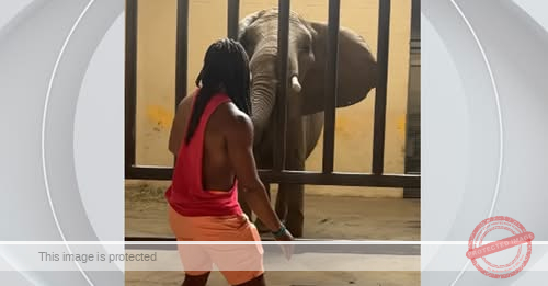 Video shows Ohio influencer jumping into elephant enclosure at Pittsburgh Zoo