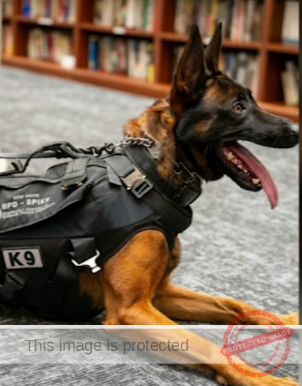 Burbank Police Mourn the Loss of K-9 Spike, Fatally Shot During Manhunt