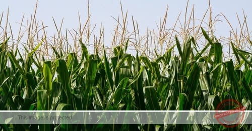 77-year-old man killed in machinery accident at farm in Cinnaminson, New Jersey