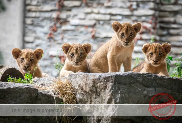 Barbary Lion Cubs Born at Czech Zoo Offer Hope for Species’ Future