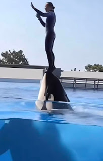 Jessica Radcliffe, Dolphin Trainer and Conservation Advocate, Passes Away Following Tragic Accident