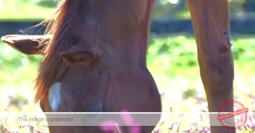 Legendary Racehorse Grass Wonder Passes Away at Age 30, Marking the End of an Era in Japanese Horse Racing