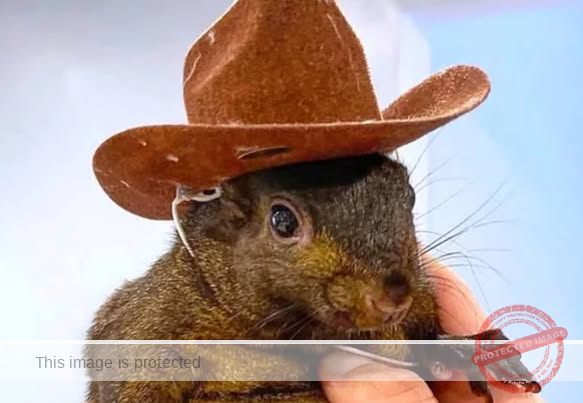 Owners Of Peanut the Squirrel & Fred The Raccoon Sue For $10,000,000 After Pets Seized & Euthanized By State