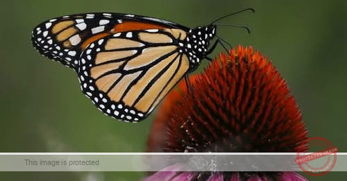 Today in Chicago History: Monarch butterfly becomes state’s official insect