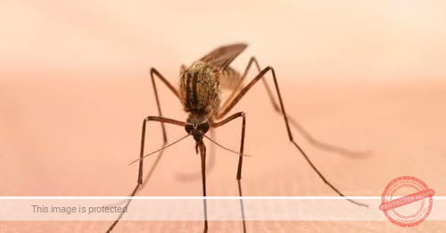 West Nile virus detected in Berks County, Pennsylvania, officials say
