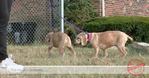 Former LMAS employee cited for neglect after dogs in her care found in poor condition