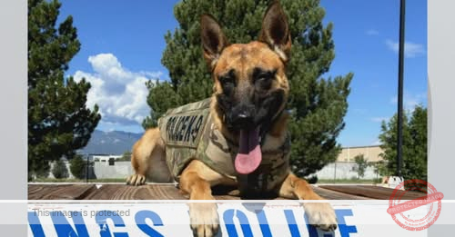 Colorado K-9 officer critically wounded during arrest released from hospital following surgery