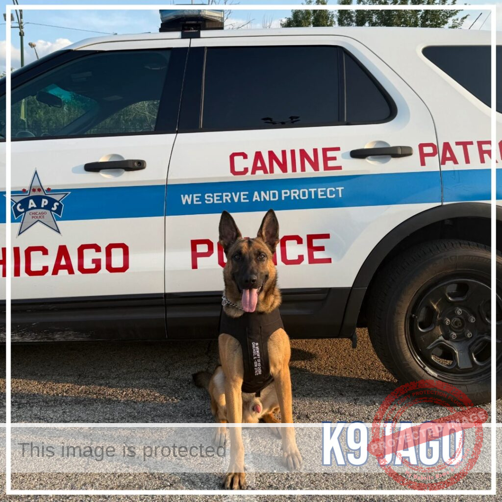 Five Chicago police K9s receive new protective vests