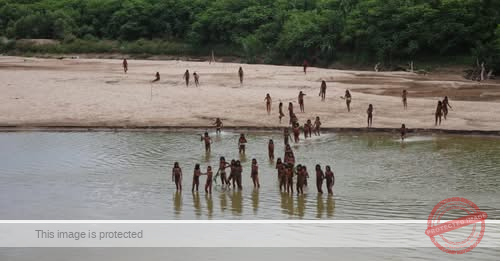 Half of uncontacted Indigenous tribes “could be wiped out” in 10 years, report says. Here’s what to know.