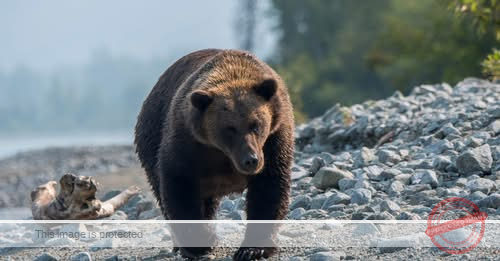 Alaska sued over hunting of bears from the air to protect caribou