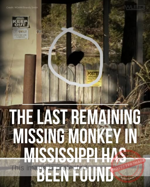 Search for Final Rhesus Monkey in Vossburg, Mississippi Ends