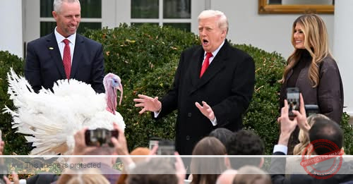 Trump pardons turkeys Gobble and Waddle in annual tradition. See the photos.