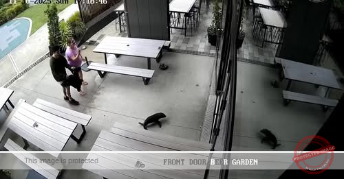 Baby seal waddles into New Zealand bar and heads to the bathroom: “Everyone was in shock”