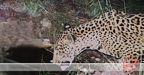 Jaguar spotted at watering hole in Arizona, 5th endangered cat seen in area over last 15 years